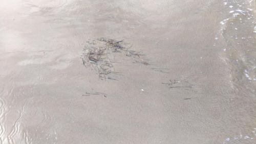 P 20170621 104443 001