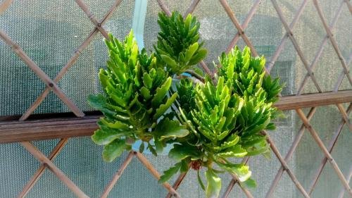 P 20170929 104855 vHDR Auto