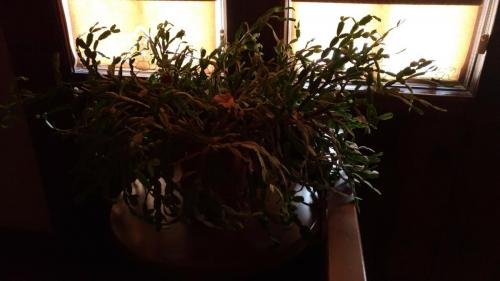 P 20170929 110151 vHDR Auto