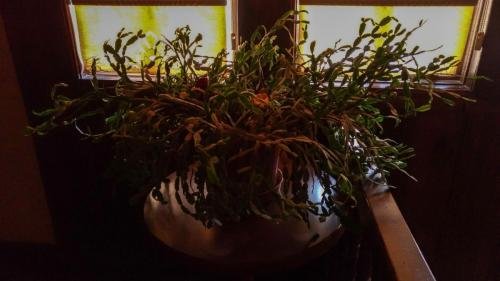 P 20170929 110155 vHDR Auto