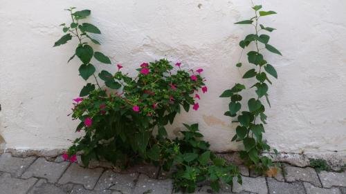 P 20170929 111236 vHDR Auto