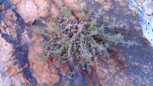 UNADJUSTEDNONRAW thumb 244