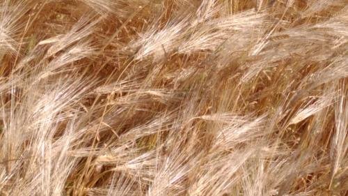 UNADJUSTEDNONRAW thumb 313