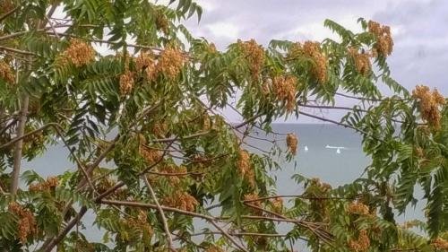 P 20180930 094631 vHDR On