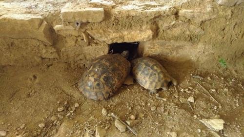 P 20170620 113503 vHDR Auto