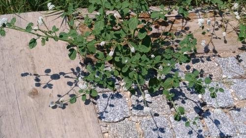 P 20170620 114158 vHDR Auto