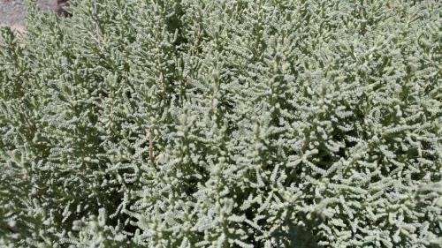 P 20170903 135527 vHDR Auto