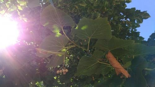 P 20170903 140226 vHDR Auto