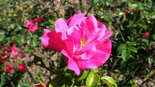 P 20170903 145908 vHDR Auto