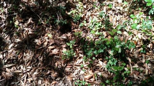 P 20170903 151112 vHDR Auto