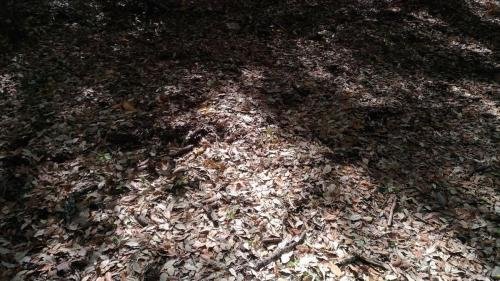 P 20170903 151535 vHDR Auto