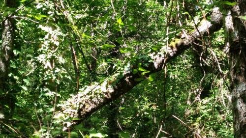 P 20170903 151749 vHDR Auto