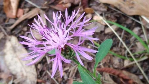 P 20170903 151943 vHDR Auto