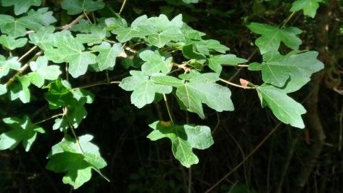 P 20170903 152106 vHDR Auto