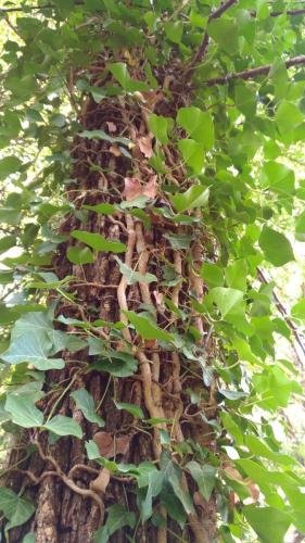 P 20170903 153224 vHDR Auto