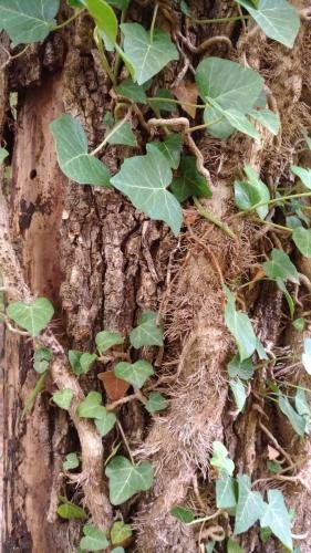 P 20170903 153232 vHDR Auto