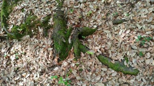 P 20170903 153540 vHDR Auto