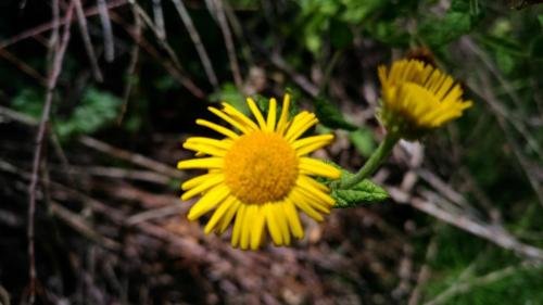 P 20170904 120038 vHDR Auto